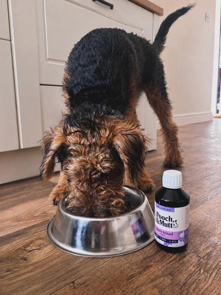 Pooch & Mutt Hemp Oil for Dogs | 250ml | 100% Hemp Oil | Omega 3 For Dogs | Supports Everyday Wellbeing | For Anxious Or Excitable Dogs