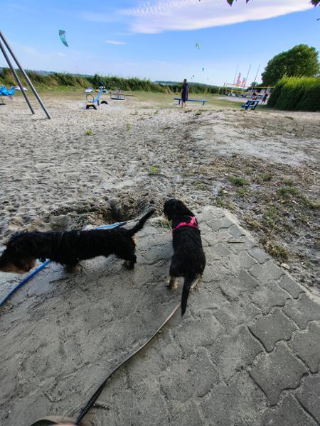 Super dejligt hotel hvor hunde er velset