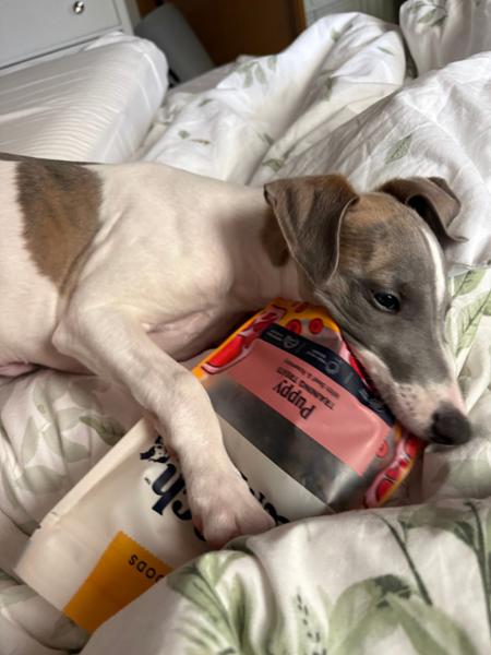 Puppy Beef Jerky Training Treat