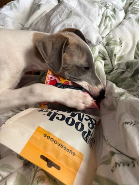 Puppy Beef Jerky Training Treat
