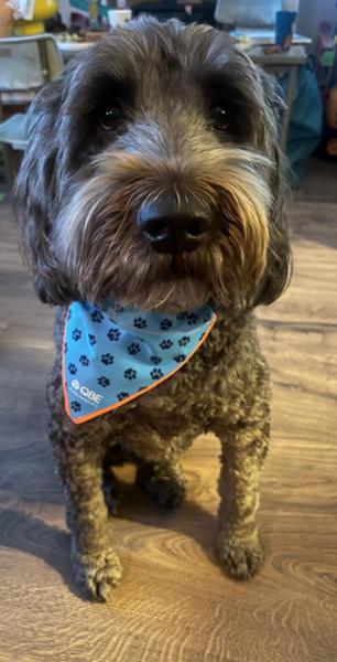 QBE Bandana on Melvin