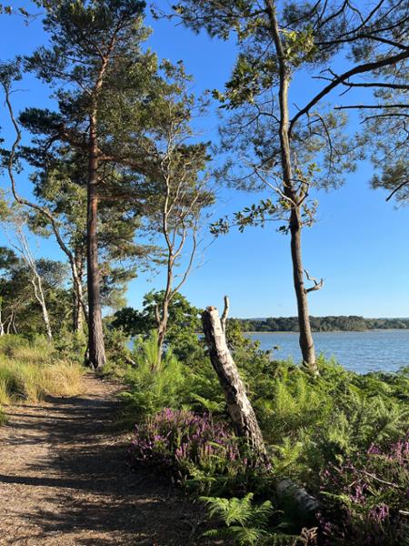 Brownsea Island Campsite