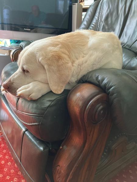 Joint Care Supplement For Dogs