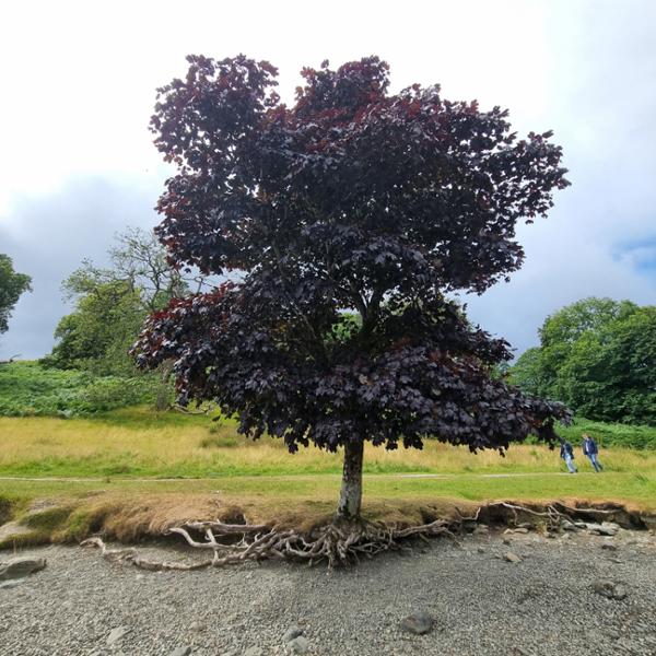 Low Wray Campsite
