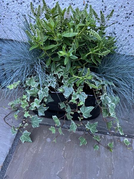 Glazed Oval Trough Planter Black 45cm