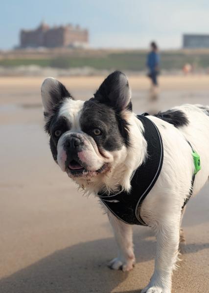 Not recommended for sensitive dogs/breeds