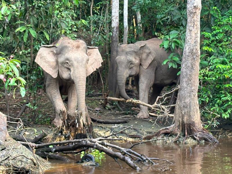 5862-Best of Borneo