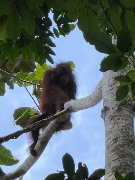 5862-Best of Borneo