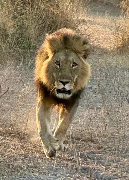 Wilderness of Southern Africa: Safari by Land and Water on 07/24/2026