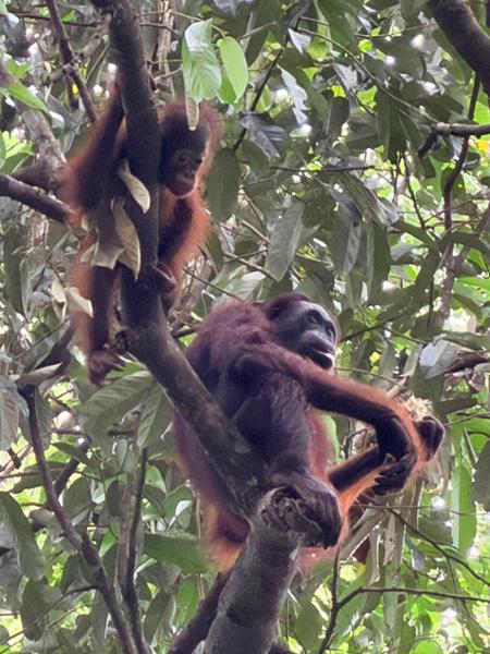 5862-Best of Borneo