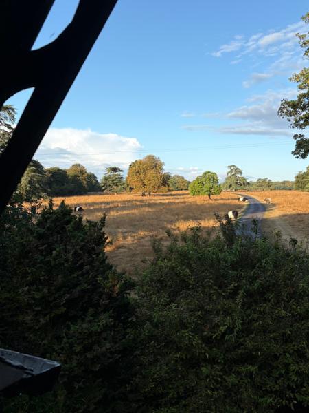 Lion Lodge