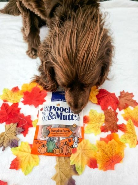 Pumpkin Patch Probiotic Meaty Treats