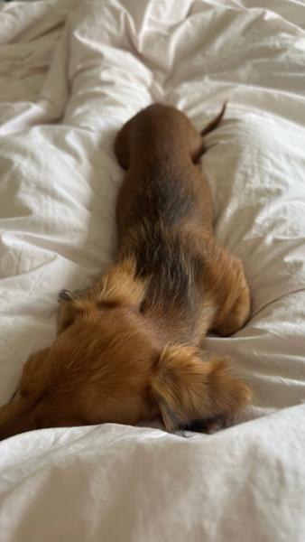 Salmon Oil