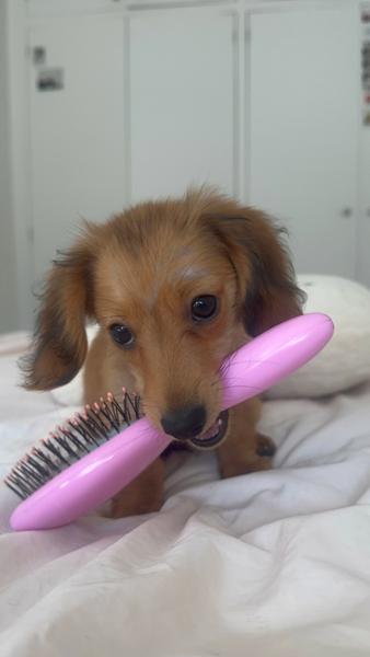 Salmon Oil
