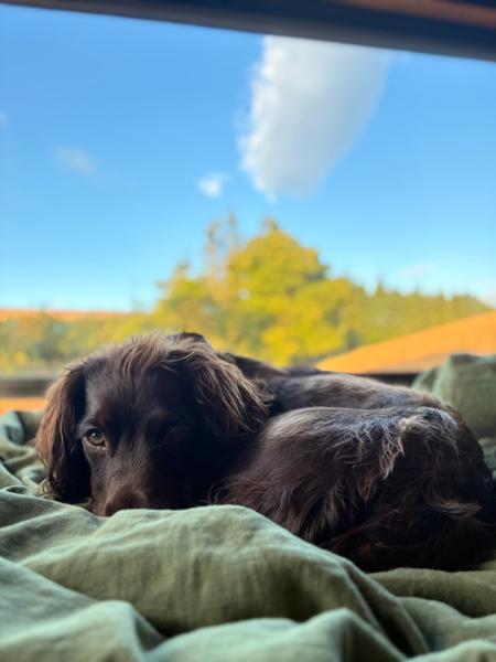 Incredible stay with our spaniel!