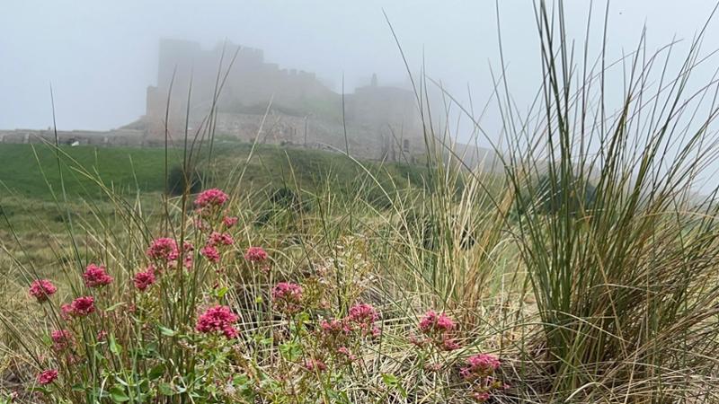 Dreamwalkingholiday
