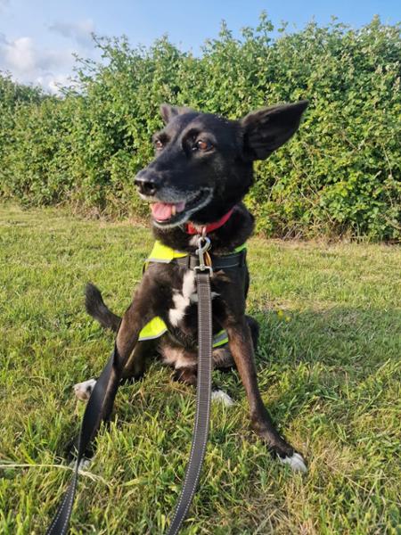 Metacam Oral Suspension for Dogs