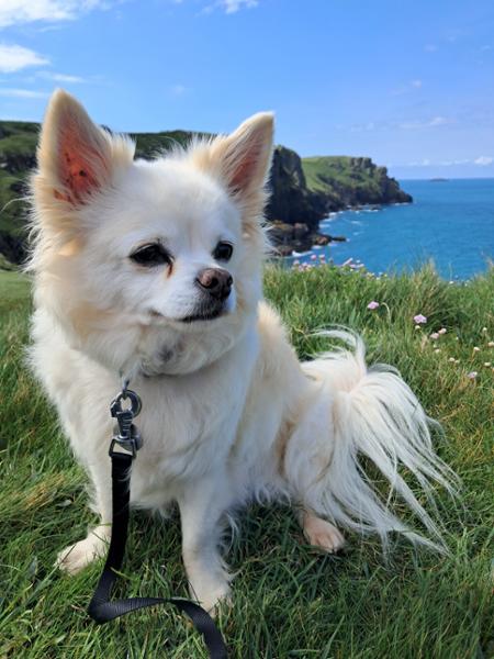 YuMOVE Dog (Chewable)