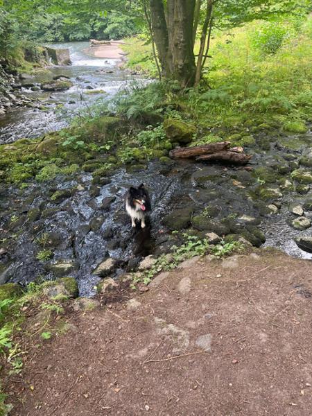 Quality country cottage in Perthshire which accepts dogs