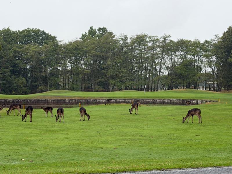 Forest of Arden definitely worth a visit. 2 great golf courses.