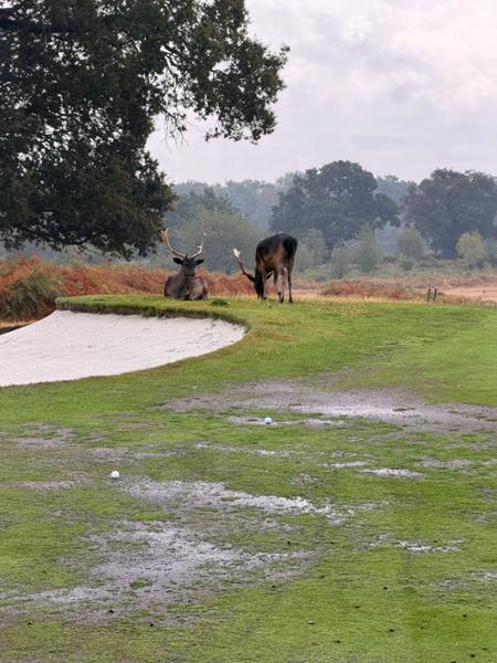 Forest of Arden definitely worth a visit. 2 great golf courses.