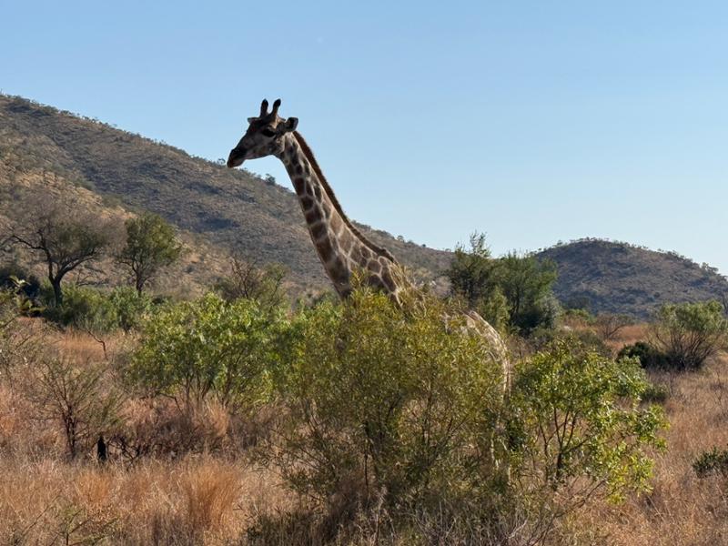 Exploring South Africa, Victoria Falls, and Botswana on 08/01/2026