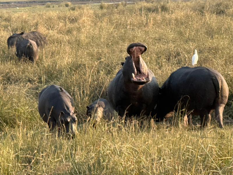 Exploring South Africa, Victoria Falls, and Botswana on 08/01/2026