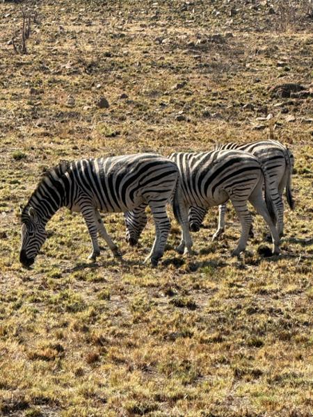 Exploring South Africa, Victoria Falls, and Botswana on 08/01/2026