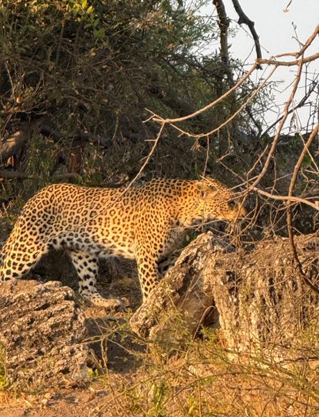 Exploring South Africa, Victoria Falls, and Botswana on 08/01/2026