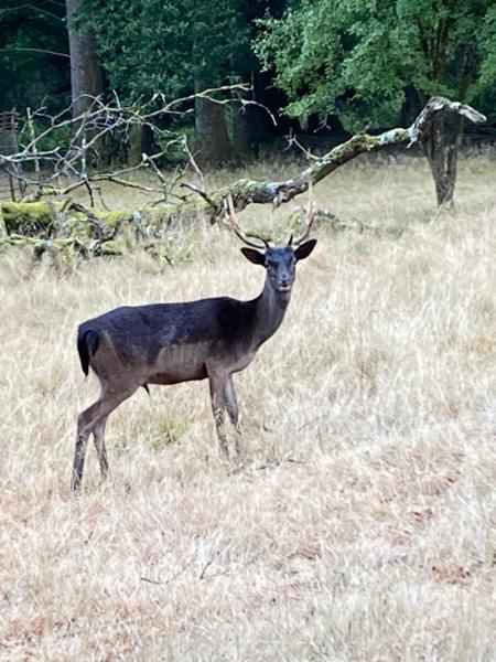 Dinefwr Deer Lodge