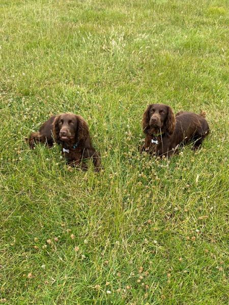 Lily's Kitchen - Chicken & Duck Dry Dog Food - Natural Dry Dog Food - Grain Free Recipe - 1kg to 12kg