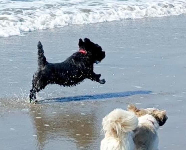 Drontal Dog Tasty Bone Worming Tablets - Priced Per Tablet