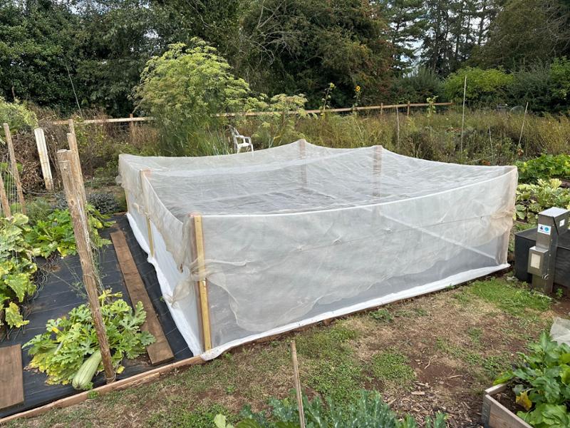 Brassica cage