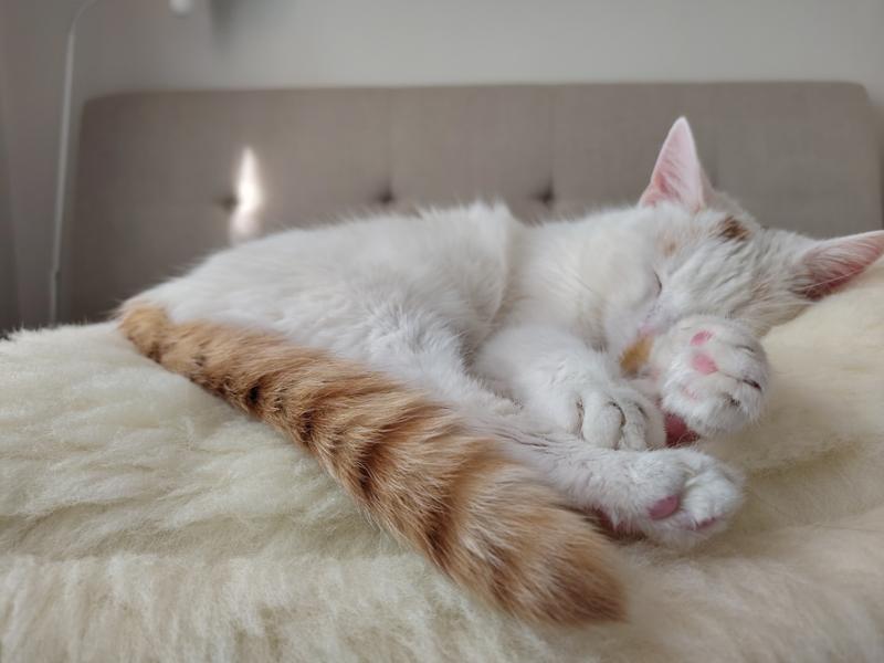 Luxury Wool Fleece Pet Bed
