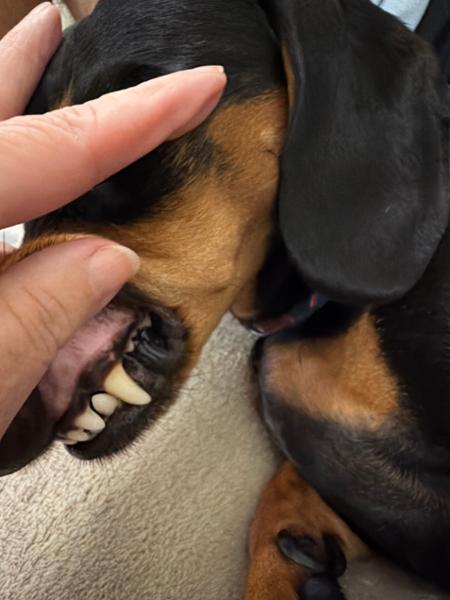 Dental Powder For Dogs