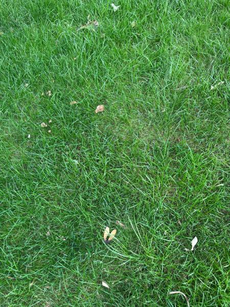2 x Blended Topsoil £68 per bulk bag - British Standard BS3882:2015 Top Soil suitable for growing vegetables, flower beds and laying Turf or lawn seed