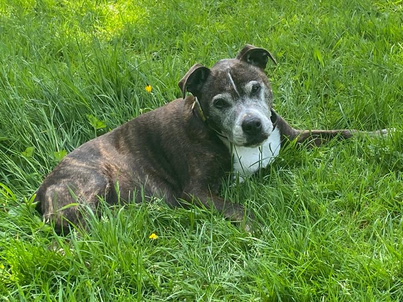 Vet Renal (Kidney Disease) 12.5kg