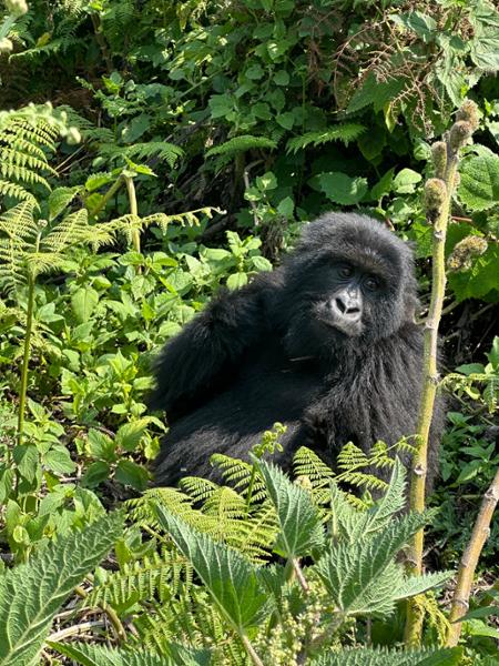 Rwanda