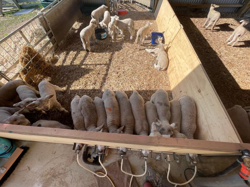Hiko Cross Cut Lamb Teat-Latex