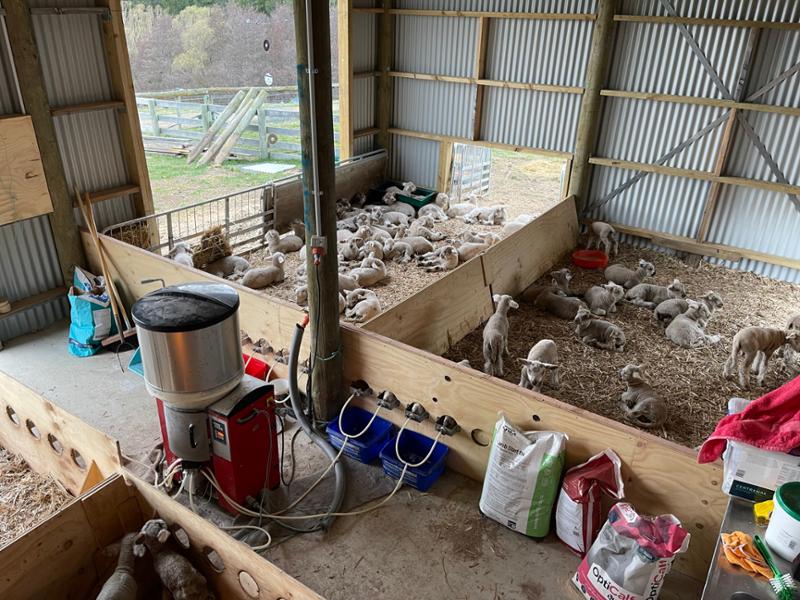 Hiko Cross Cut Lamb Teat-Latex