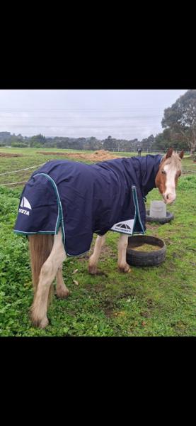 Ordering from Horseland Online store