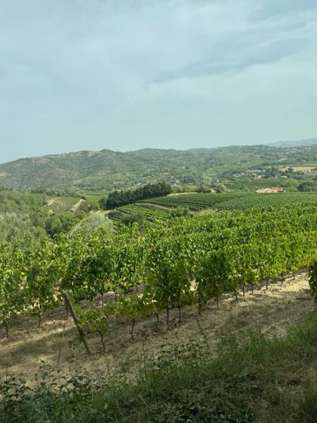 Burgundy & Provence