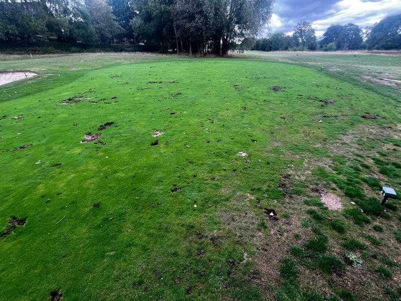 Nightmare Kitchen and Not Golf Brelas Standard