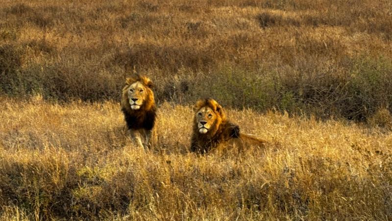 Lifelong Memories in Eastern Africa