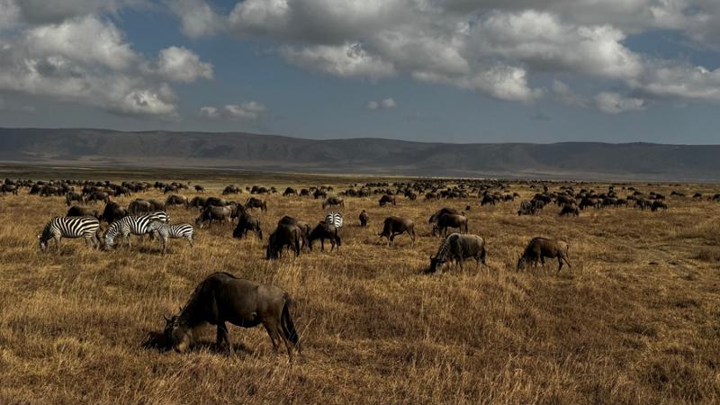 Lifelong Memories in Eastern Africa