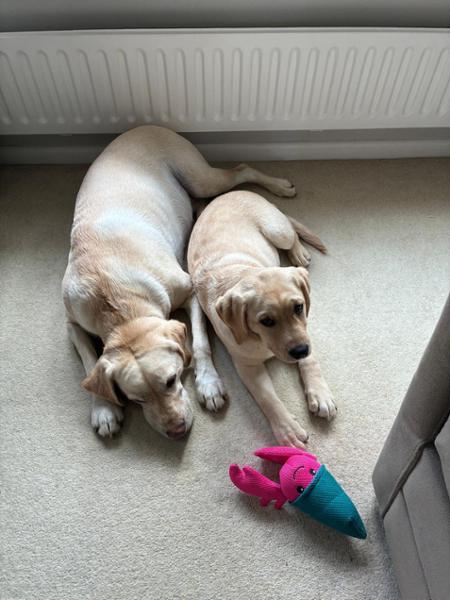 Puppy Bundle