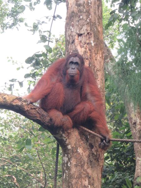 Borneo Adventure