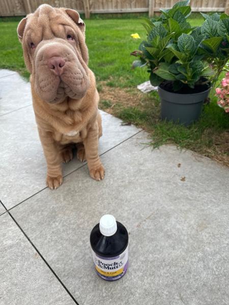 Salmon Oil