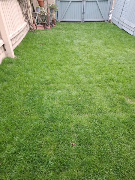 Lawn Turf from £2.59 per 1m2 - Garden Turf - Fresh Lawn Turf Rolls - Buy 10 - 1700+ Online