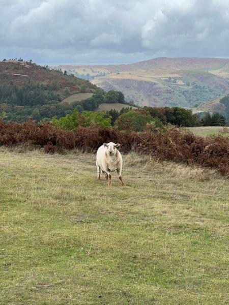 Peace and quiet, cosy break away with great local town 30 min walk away